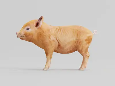 Miniature  Pig Animal Low-poly 3D model