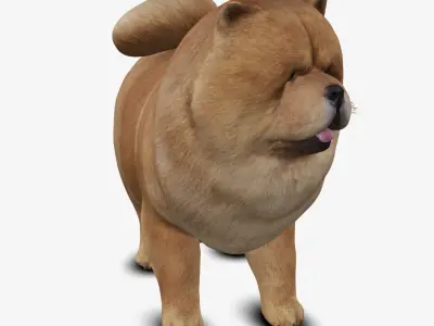 dog chow chow Low-poly 3D model