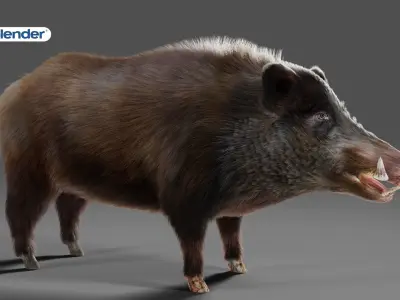 Fur Black Wild Boar Rigged V06 in Blender Low-poly 3D model