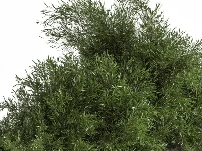 Outdoor Plants tree inConcrete Box 3D model