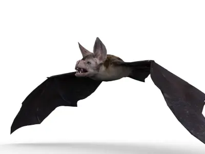Vampire Bat Animated Low-poly 3D model