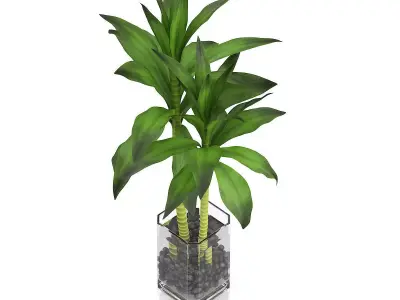 Bamboo Plant in Glass Pot 3D model