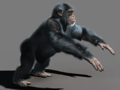 Chimpanzee with realistic fur Low-poly 3D model