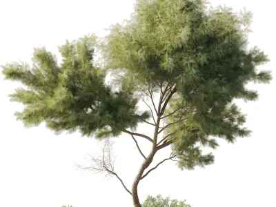 outdoor indoor 81 pot plant  tree  bush fern the garden 3D model