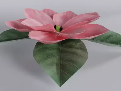 3D Magnolia Flower Model - Blender Low-poly 3D model