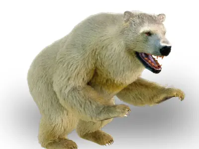 White Bear Fur animated  Low-poly 3D model