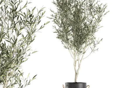 Decorative olive tree in a black flowerpots 648 3D model