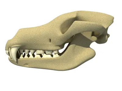 Wolf Fox Skull 3D model