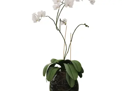 Orchid in a glass flowerpot 3D model