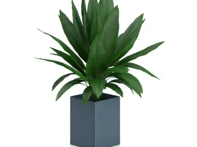 Plant in Square Blue Pot 3D model
