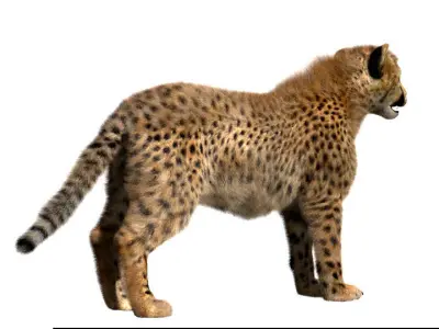Cheetah-Baby cheetah 3D model