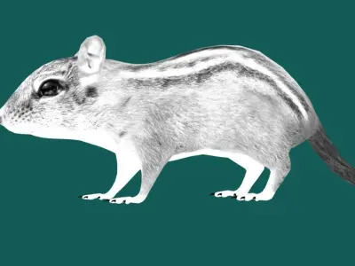 Chipmunk Tamias  Rodent Low-poly 3D model