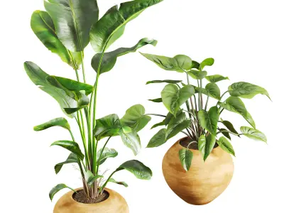 Faux Banana Syngonium in Terracotta Pots Low-poly 3D model