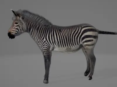 Zebra 3D model