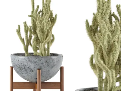 Indoor Cactus Plants in concrete Pot - Set 18 3D model