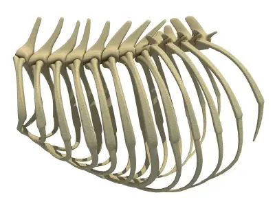 Highly Detailed Lion Rib Cage 3D model