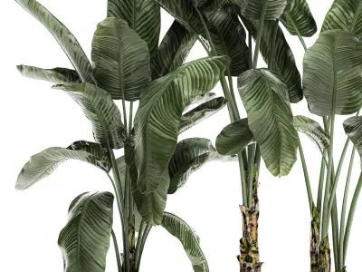 Banana in a white flowerpot for decor and interior design 512 3D model