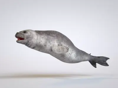 Common Seal 3D model
