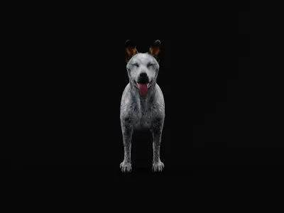 Australian Cattle Dog Breed Low-poly 3D model