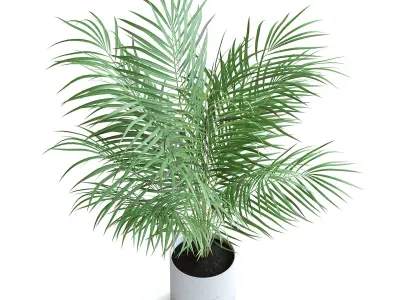 Areca Palm II 3D model
