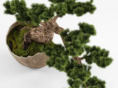 Bonsai Pinus Sylvestris Tree 3D model