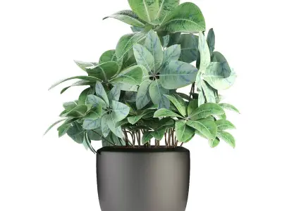 Plant in Pot Flowerpot Exotic Plant 3D model