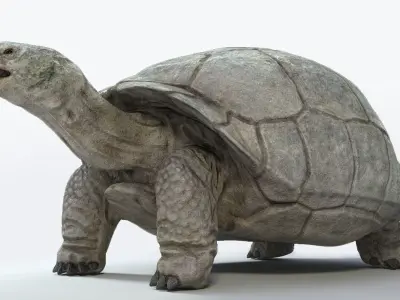 Galapagos Tortoise  Low-poly 3D model