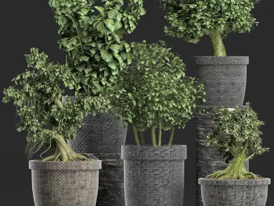 Plants Collection 204 Sageretia Theezans 3D model