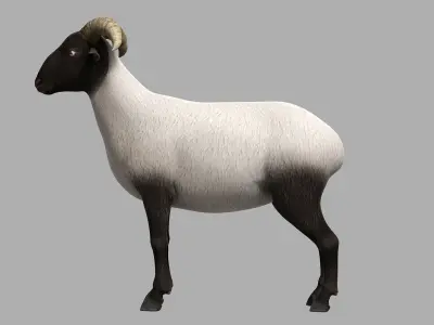 sheep Ram Ewe goat 3D model