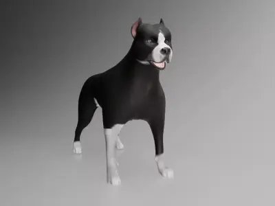 This is a model of a pit bull dog Low-poly 3D model
