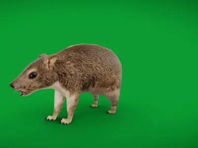 Yellow Spotted Rock Hyrax Low-poly 3D model
