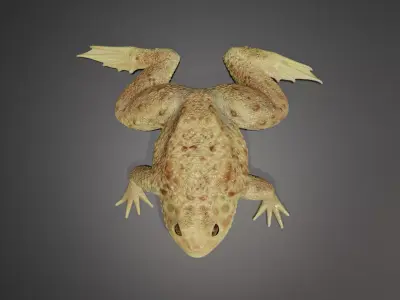 Rigged Toad 3D model