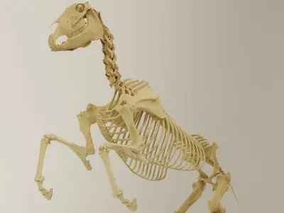 Horse Skeleton Accurate Anatomy 3D model