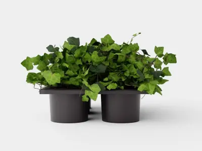 Hedera helix Low-poly 3D model
