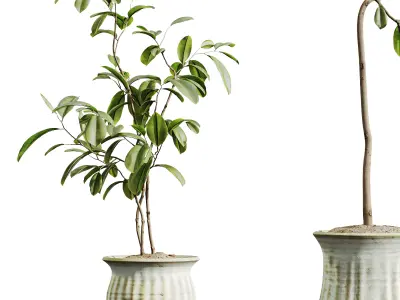 AV HousePlants Japandi Minimalism Ficus Dracaena Marginata10 3D model