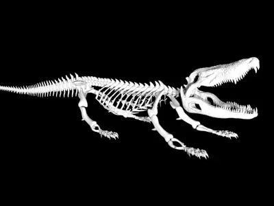 Crocodile Skeleton Low-poly 3D model