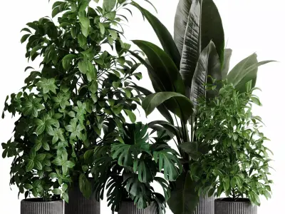 indoor plant 526 pot plant ficus rubbery monstera concrete  3D model