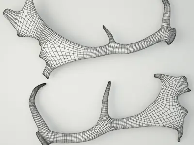 Naturally Shed Fallow Deer Antlers 3D model
