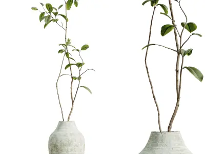 AV HousePlants Japandi Minimalism Ficus Dracaena Marginata11 3D model