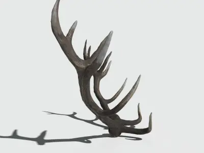 Reed Deer Antlers Scan 3D model