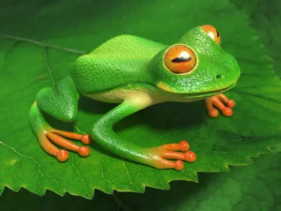 Tree frog Low-poly 3D model