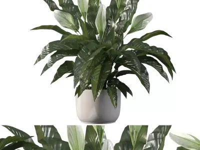 Peace lily 03 3D model purchase