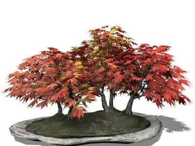 XfrogPlants Japanese Maple - Bonsai 3D model
