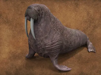 Walrus 3D model