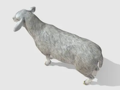 Sheep Low-poly 3D model