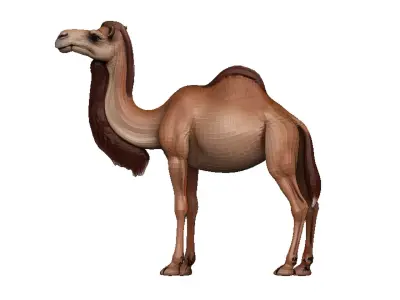 Camel Low-poly 3D model 12