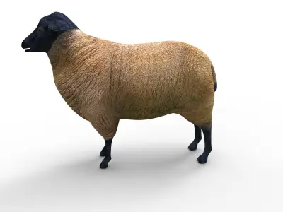 3D Sheep low poly Model Low-poly 3D model