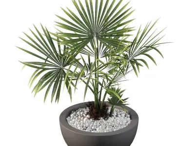 Washingtonia filifera palm 3D model