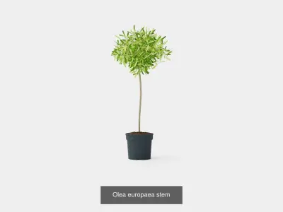 Collection of Houseplants - 5 Models