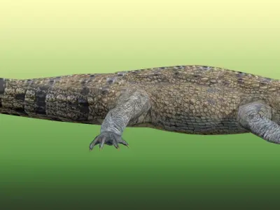 Crocodile Rigged Low-poly 3D model